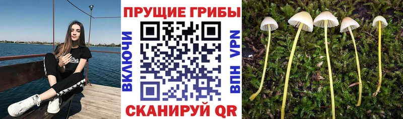 Псилоцибиновые грибы ЛСД  kraken зеркало  Светлоград 